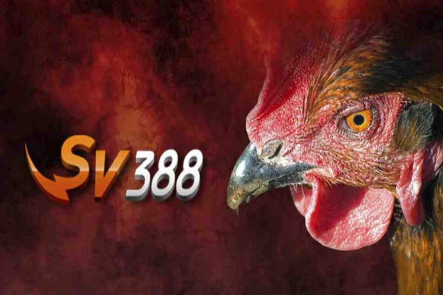 Sv388 đá gà trực tiếp mang lại nhiều giá trị giải trí